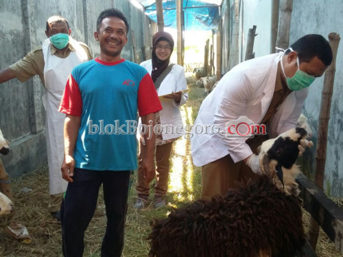 Sidak, Disnakkan Temukan Hewan Kurban Tak Cukup Umur